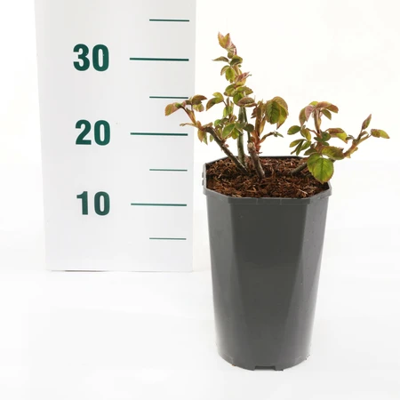 Roos 'Rose Gaujard' - afbeelding 2