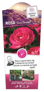 Roos 'Rose Gaujard' - afbeelding 1