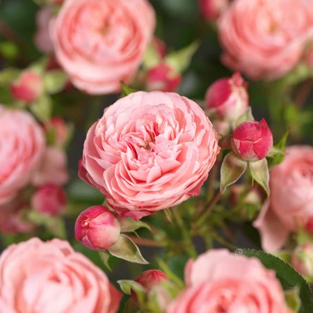 Roos 'Rose Meilove'® - afbeelding 3