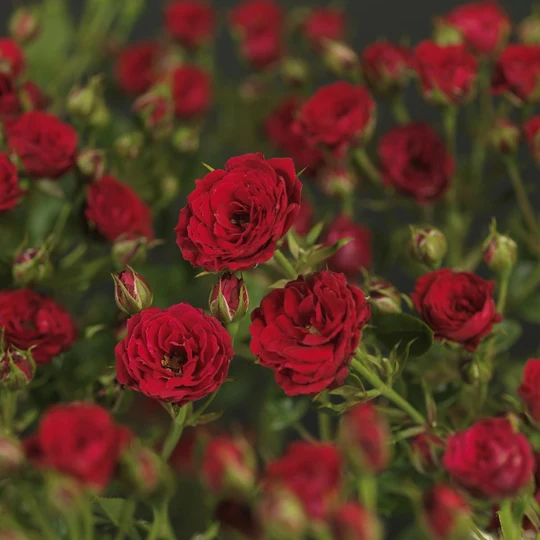 Roos 'Shrimp'™ PatioHit® - afbeelding 5