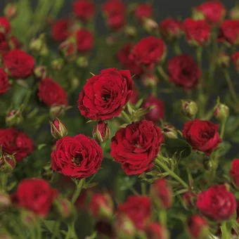 Roos 'Shrimp'™ PatioHit® - afbeelding 5