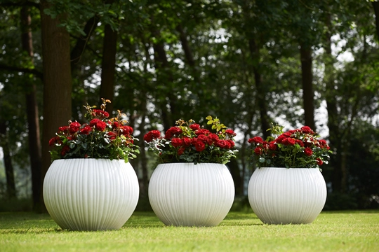 Roos 'Shrimp'™ PatioHit® - afbeelding 7