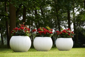 Roos 'Shrimp'™ PatioHit® - afbeelding 7