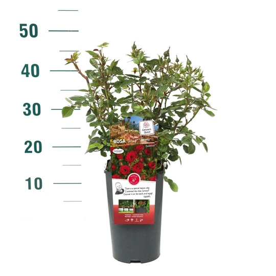 Roos 'Shrimp'™ PatioHit® - afbeelding 3
