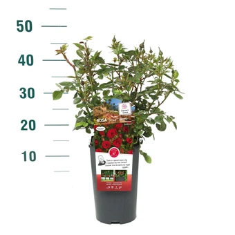 Roos 'Shrimp'™ PatioHit® - afbeelding 3