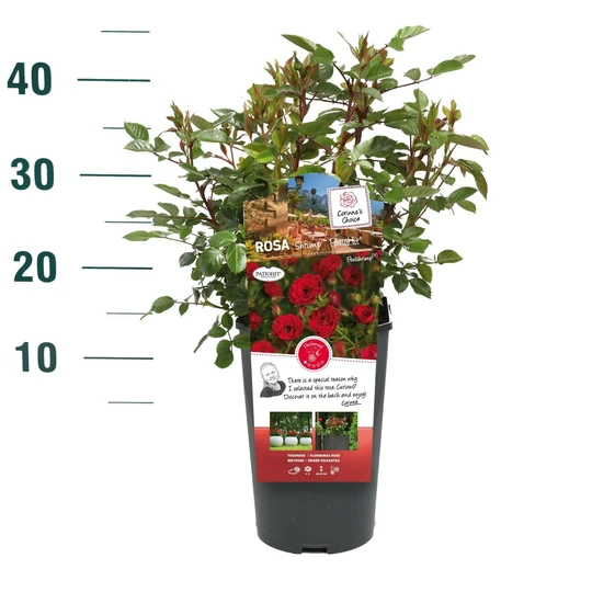 Roos 'Shrimp'™ PatioHit® - afbeelding 4