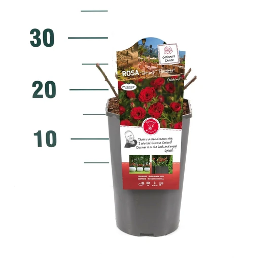 Roos 'Shrimp'™ PatioHit® - afbeelding 2