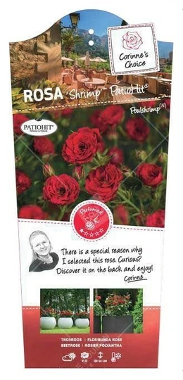 Roos 'Shrimp'™ PatioHit® - afbeelding 1