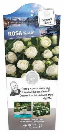 Roos 'Snövit' - afbeelding 1