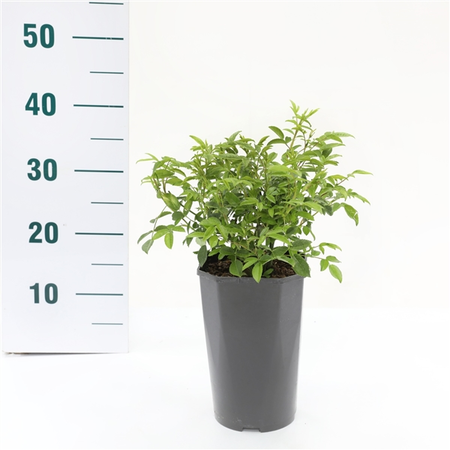 Roos 'Snövit' - afbeelding 2