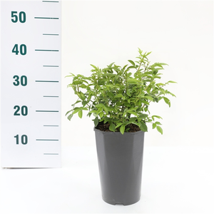 Roos 'Snövit' - afbeelding 2