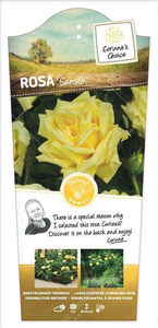 Roos 'Sunsilk' - afbeelding 3