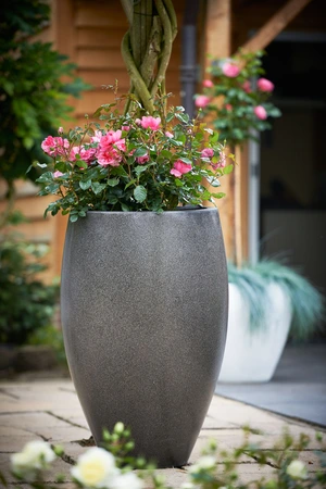 Roos 'The Fairy'® - afbeelding 3