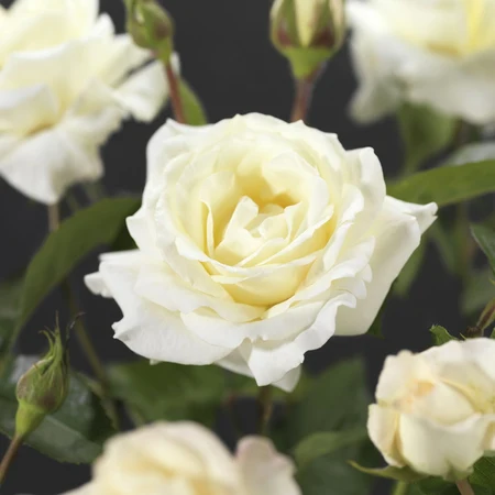 Roos 'True Love' - afbeelding 3