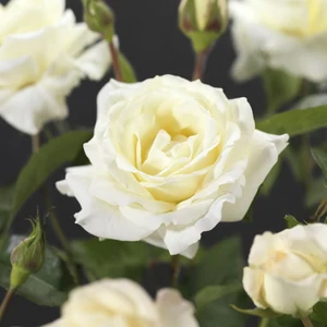 Roos 'True Love' - afbeelding 3