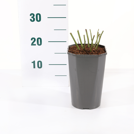 Roos 'True Love' - afbeelding 2