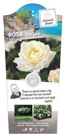 Roos 'True Love' - afbeelding 1