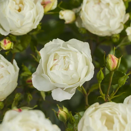 Roos 'Weisse Wolke' - afbeelding 3