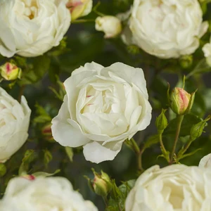 Roos 'Weisse Wolke' - afbeelding 3