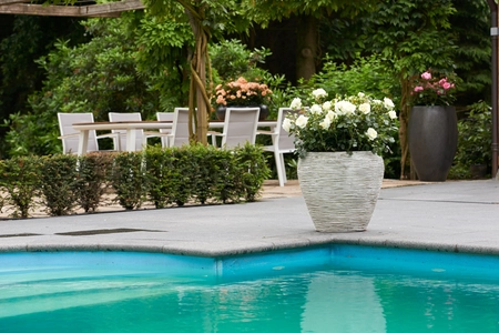 Roos 'Weisse Wolke' - afbeelding 6