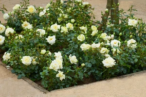 Roos 'Weisse Wolke' - afbeelding 4