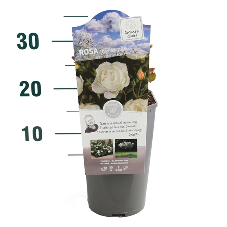 Roos 'Weisse Wolke' - afbeelding 1