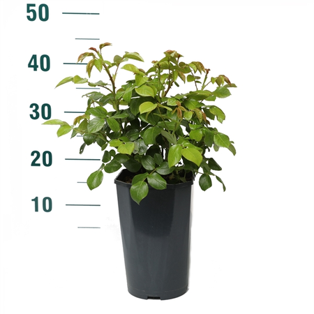 Roos 'Weisse Wolke' - afbeelding 2