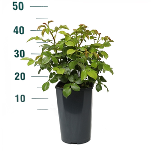 Roos 'Weisse Wolke' - afbeelding 2