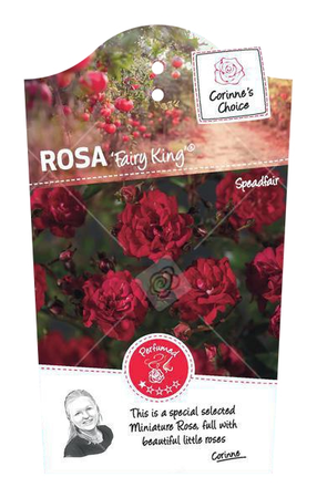 Rosa 'Fairy King'® - afbeelding 1