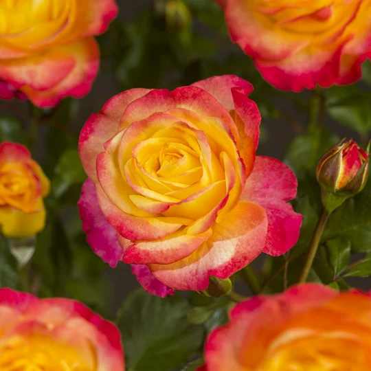 Rosa 'Flaming Star'® - afbeelding 3