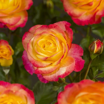 Rosa 'Flaming Star'® - afbeelding 3