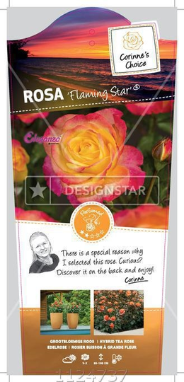 Rosa 'Flaming Star'® - afbeelding 1
