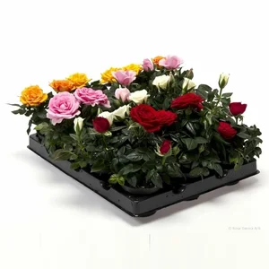 Rosa Hybrid Kuvert