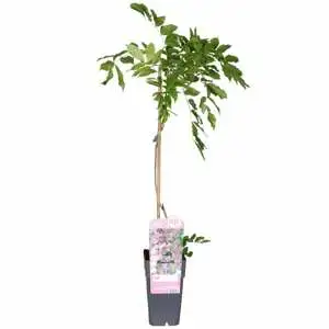 Roze Regen 'Rosea' - P15cm - afbeelding 1