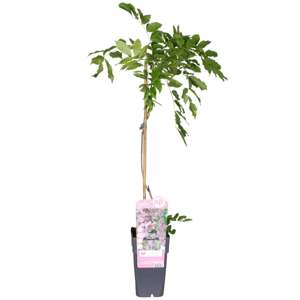 Roze Regen 'Rosea' - P15cm - afbeelding 1