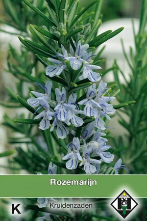 Rozemarijn - afbeelding 1
