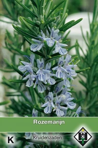 Rozemarijn - afbeelding 1