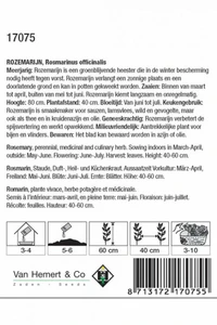 Rozemarijn - afbeelding 2