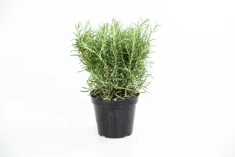Rozemarijn - P15cm - afbeelding 2