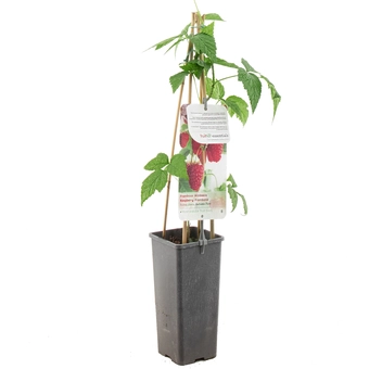 Rubus Idaeus Autumn First
