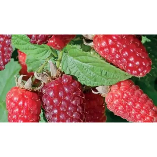 Rubus 'Tayberry' - afbeelding 2