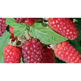 Rubus 'Tayberry' - afbeelding 2
