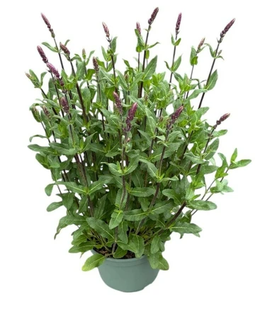 Salie 'Caradonna'