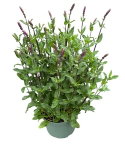 Salie 'Caradonna'