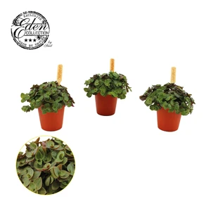 Schildpadplant