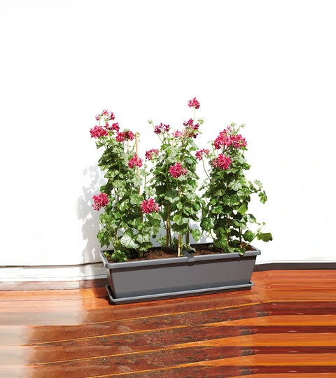 Schotel Barcelona XL - 80cm - Antraciet - afbeelding 2