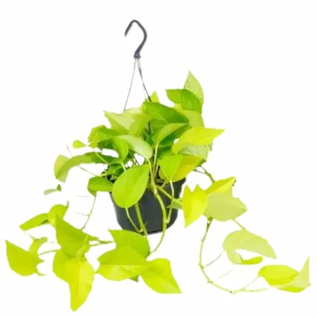 Scindapsus 'Golden Pothos' - P15cm
