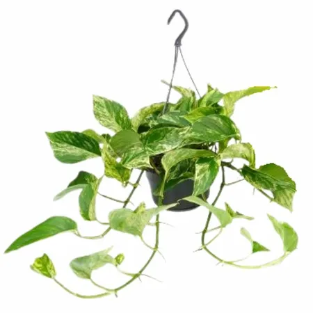 Scindapsus 'Marble Queen' - P15cm