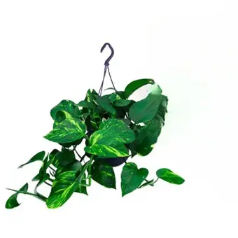 Scindapsus - P15cm - afbeelding 1