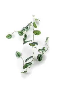 SCINDAPSUS PICTUS GREEN/GREY GARLAN